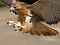 Falconhawk