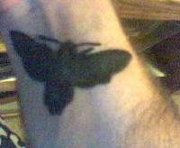 Nombre:  moth.jpg
Visitas: 658
Tama�o: 6.0 KB