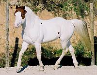 Pulsa en la imagen para verla en tamao completo

Nombre: semental-paint-horse-en-venta-all-in-the-game.jpg
Visitas: 74
Tamao: 45.3 KB
ID: 45780