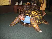 Pulsa en la imagen para verla en tamao completo

Nombre: tortuga1.jpg
Visitas: 154
Tamao: 58.2 KB
ID: 46578