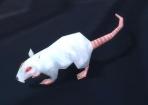 Nombre:  Whiskers the Rat.JPG
Visitas: 26819
Tamao: 2.3 KB