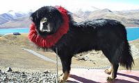 Pulsa en la imagen para verla en tamao completo

Nombre: mastin_tibetano.jpg
Visitas: 29
Tamao: 102.5 KB
ID: 53037