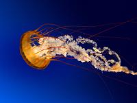 Pulsa en la imagen para verla en tamao completo

Nombre: Jellyfish.jpg
Visitas: 132
Tamao: 56.2 KB
ID: 64031