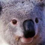 Avatar de Koala