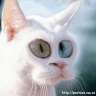 Avatar de Pendorcho
