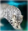 Avatar de Silvercat